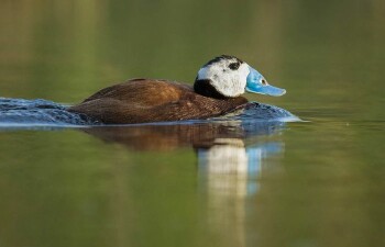 Савка – редка утка из отряда гусеобразных