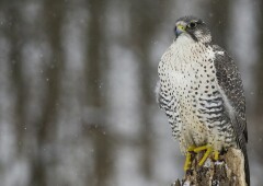 Царская птица — кречет