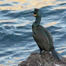 Хохлатый баклан – птица, которая не выходит сухой из воды