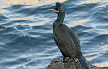 Хохлатый баклан – птица, которая не выходит сухой из воды