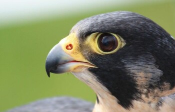 Сокол-сапсан: эта сильная и быстрая птица