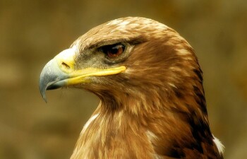 Орел беркут — птица необыкновенная