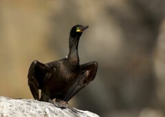 Хохлатый баклан – птица, которая не выходит сухой из воды