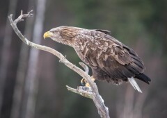 Орлан-Белохвост  – небесный аристократ