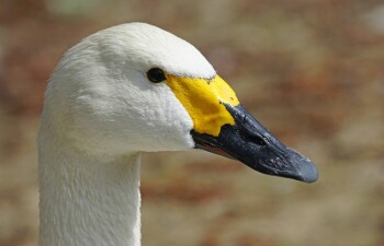 Американский лебедь – литературный герой и редкая птица