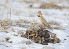 Монгольский жаворонок – коренной житель степей