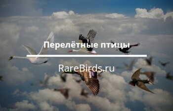 Перелётные птицы