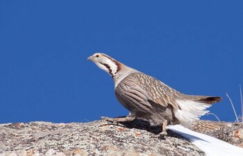 Каспийский Улар – птица, которая не любит летать