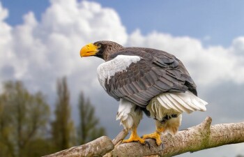 Белоплечий Орлан – одна из самых тяжелых птиц