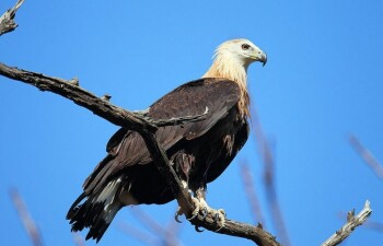 Орлан-Долгохвост  – исключительно редкая птица