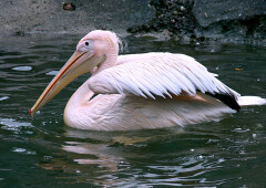 Розовый Пеликан — птица из наших легенд