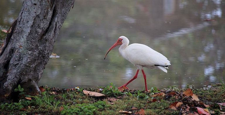 Красноногий ибис фото