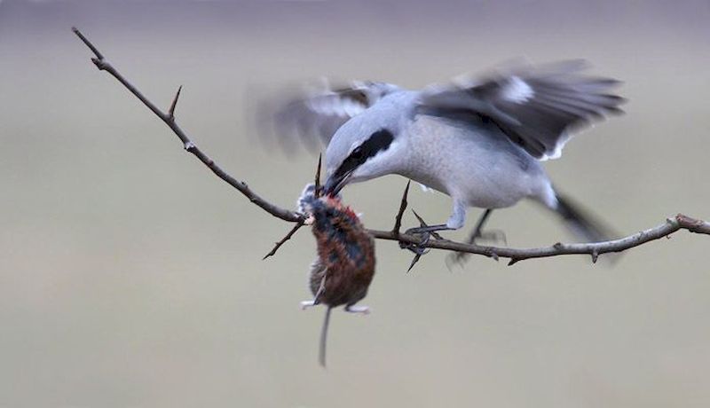Серый сорокопут фото птица
