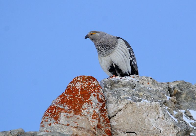 Улар. Алтайский улар птица. Алтайский улар Tetraogallus altaicus. Горная индейка улар. Алтайский заповедник птицы Алтайский улар.